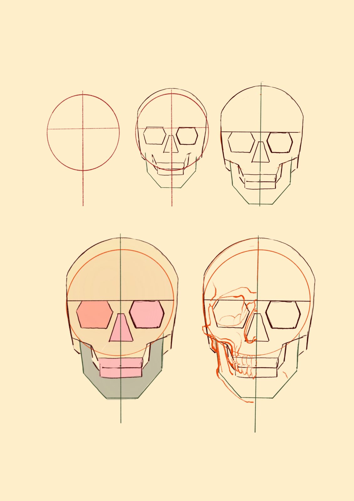 Construção de crânio: esfera, estrutura e anatomia